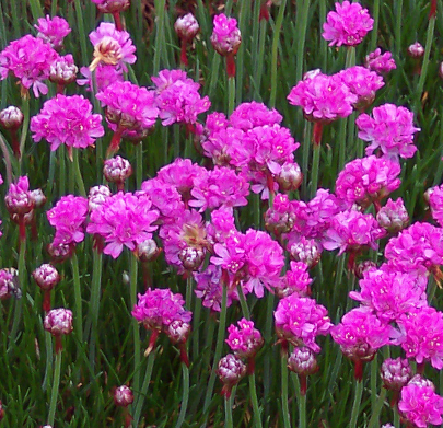 Armeria maritima 'Dusseldorfer Stolz'